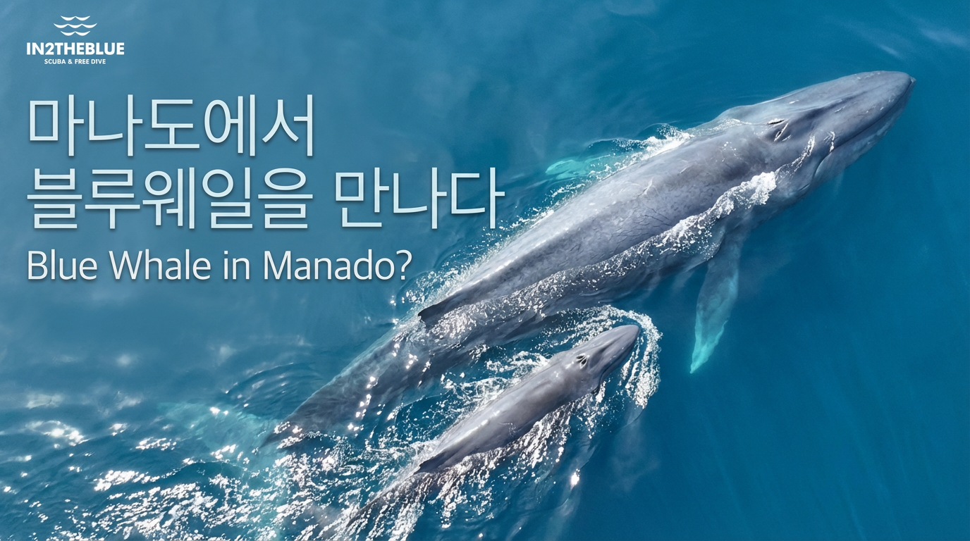 대왕고래 목격 현장