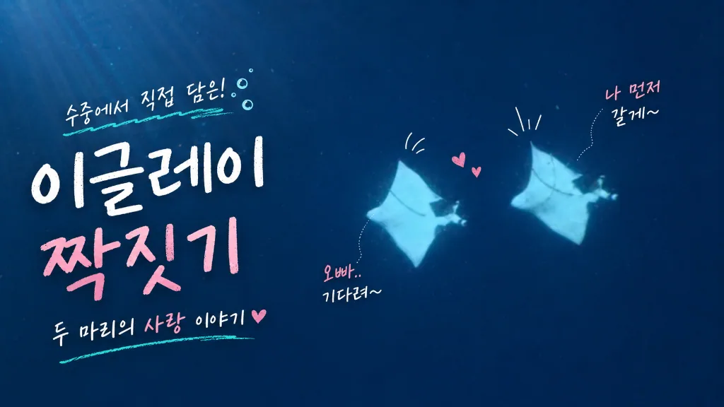 부나켄 사치코스, 이글레이 짝짓기 행동 포착